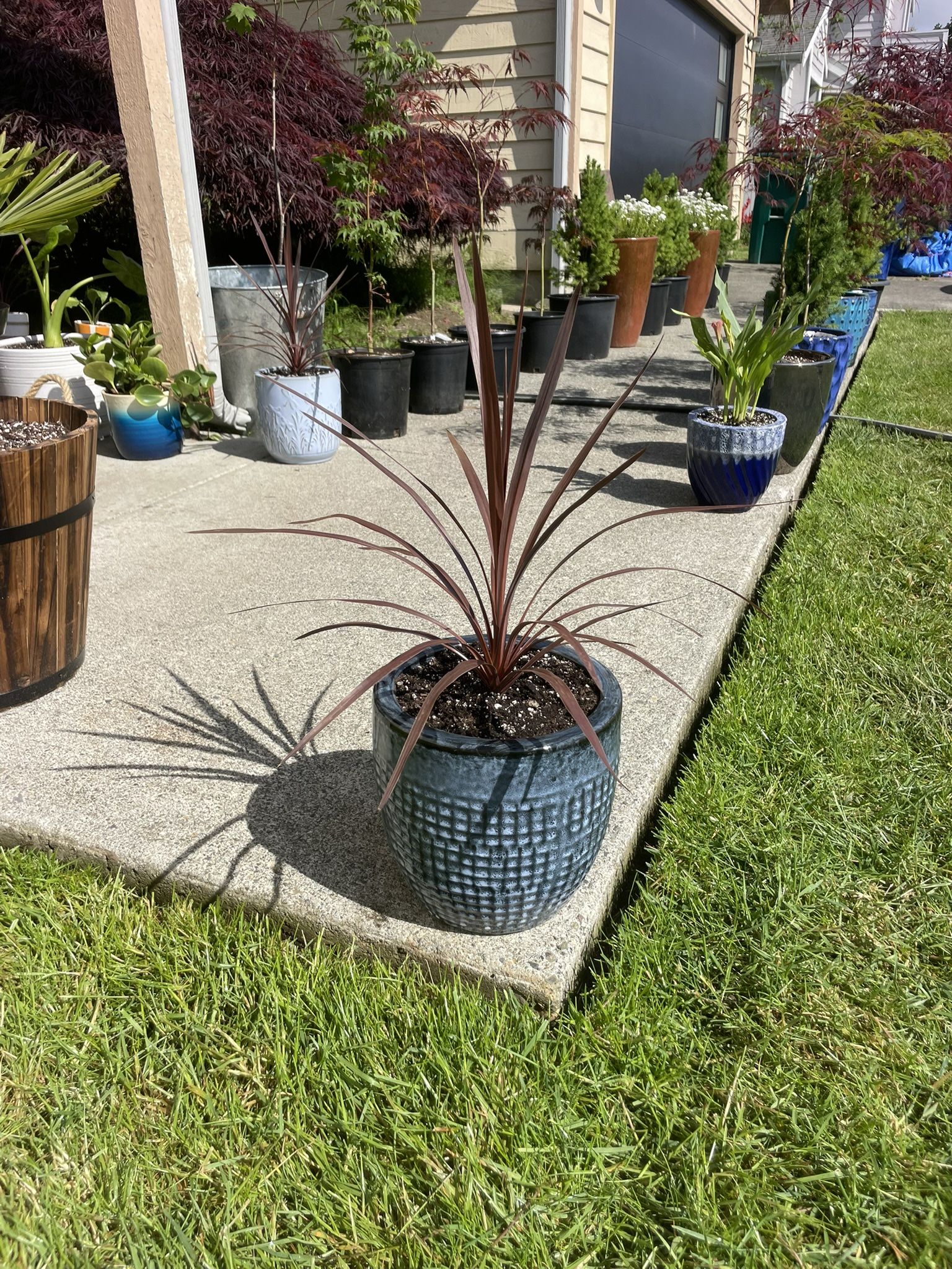 Erupting Cordy In Striking, Frost Resistant, Ceramic Planter