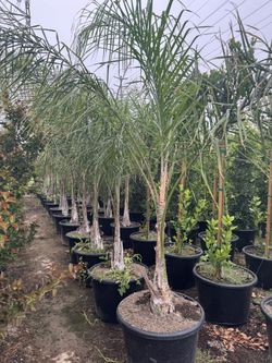 25gal Queen Palm Tree 