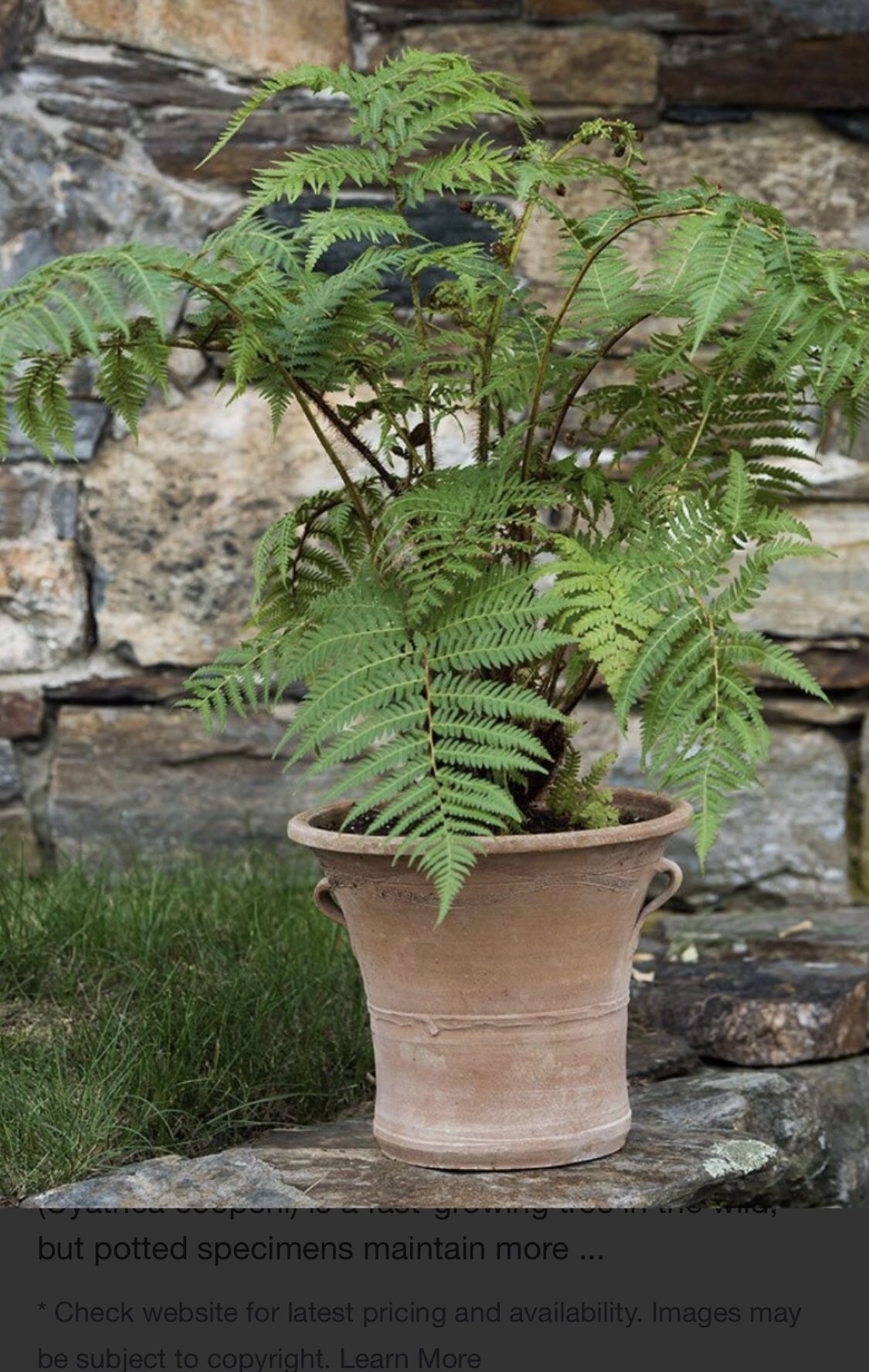 Tasmanian fern in 5’gallon plastic pot. Not ceramic pot . For shipping out