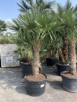 Chinese windmill palm