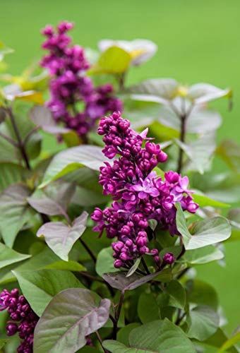 Large Fragrant Lilacs For Sale At Wholesale Prices