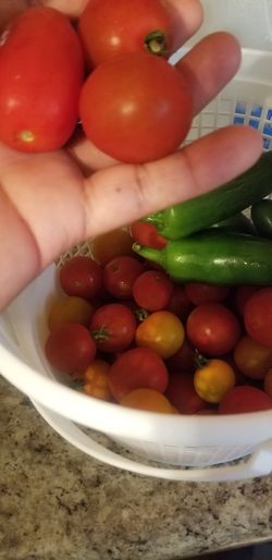 Fresh Organic Cherry Tomatoes  $10  a  full  Basket 