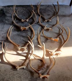 Deer Antlers
