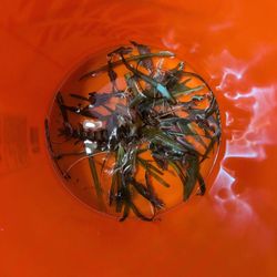 Aquarium Plant Trimming 