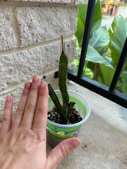 Baby snake plant