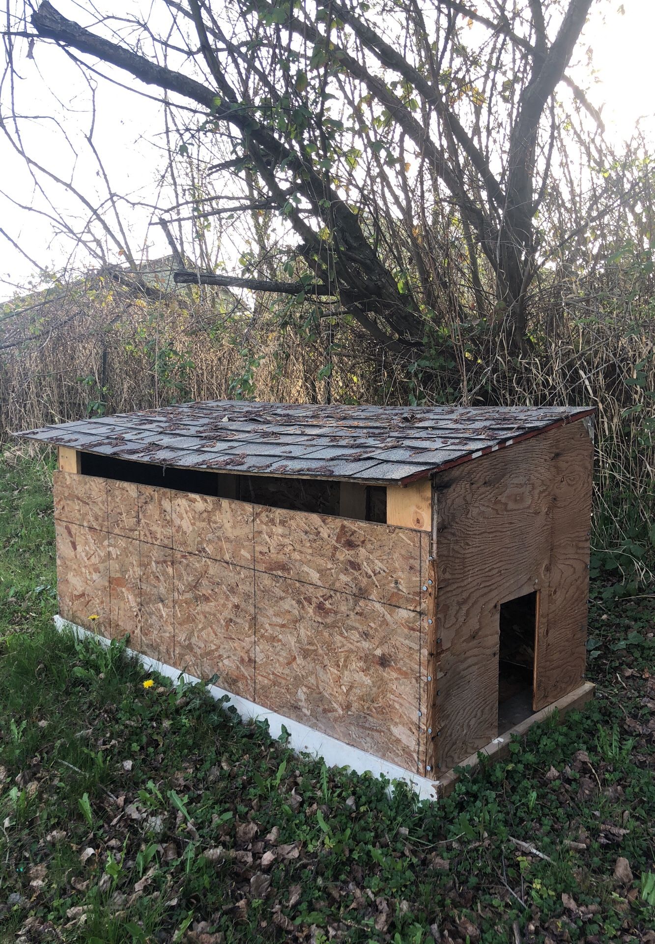 Dog house