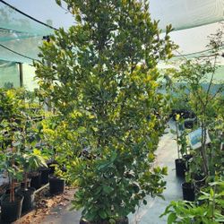 Grumichama Fruit Trees