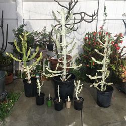 Cactus   Fantasma Blanco