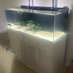 Fish Tank