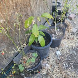 Arbol De Mango