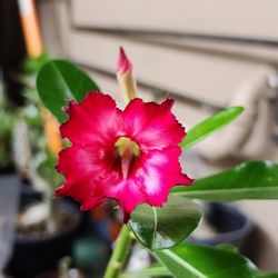 Desert Rose From Seed 