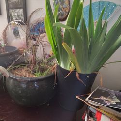 Multiple Plants And Pots And A Little More
