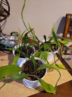 EXOTIC ORCHID CACTUS PLANTS