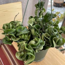 Hoya Hindu Rope Plants