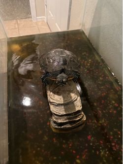 Turtle