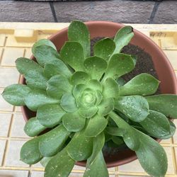 Plant Succulent Irish Rose.