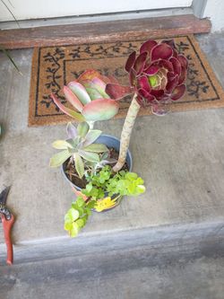 Succulent
