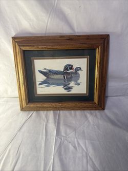 Red Eye Duck Birds 
