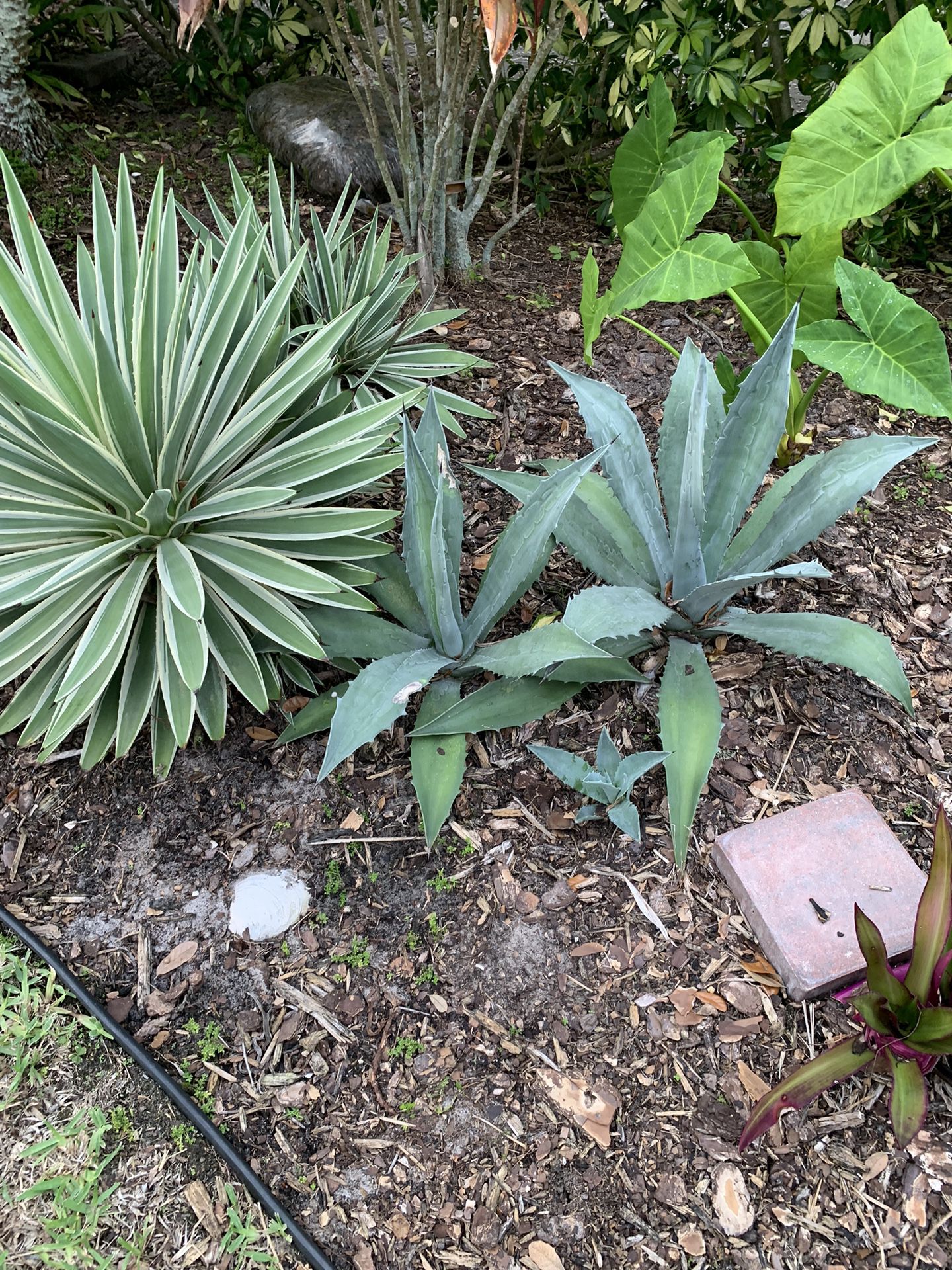 Free Agave Plants. 
