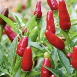 Thai Very Hot Red Pepper Seedling Plants Fully Rooted