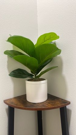 Small Fiddle Leaf Fig in White Pot