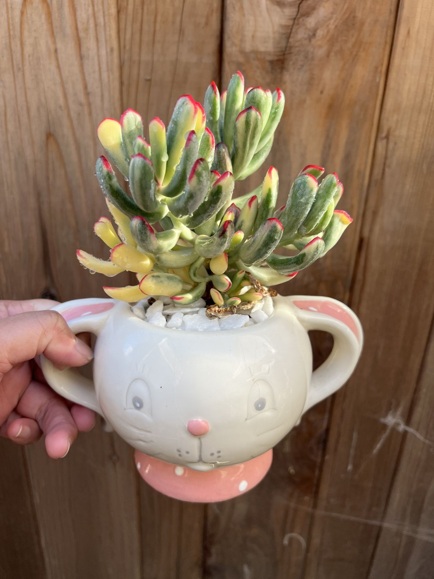 Cotyledon orbiculata var. flanaganii Succulent