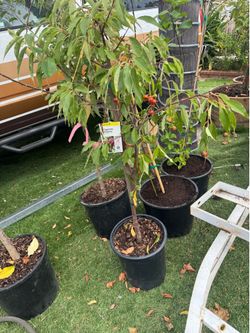 Capulin Cherry Tree (Prunus salicifolia) – Approx. 4ft Tall, Fruiting Size, Ready to Plant! Healthy, vigorous Capulin Cherry trees (also kno