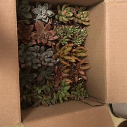 Free Succulents -take As Many As Little As You Want 