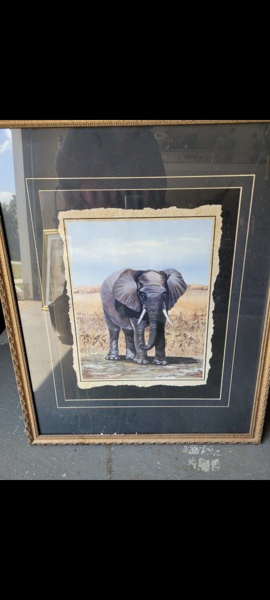 Elephant Picture 24 By 20