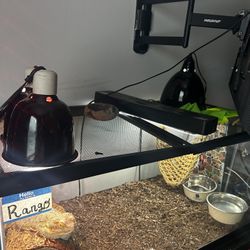 Breaded Dragon With Stand And Tank 40gallons..