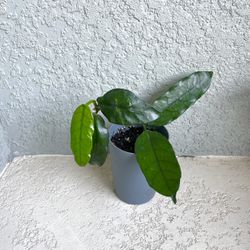 Hoya  Globulosa Plant 