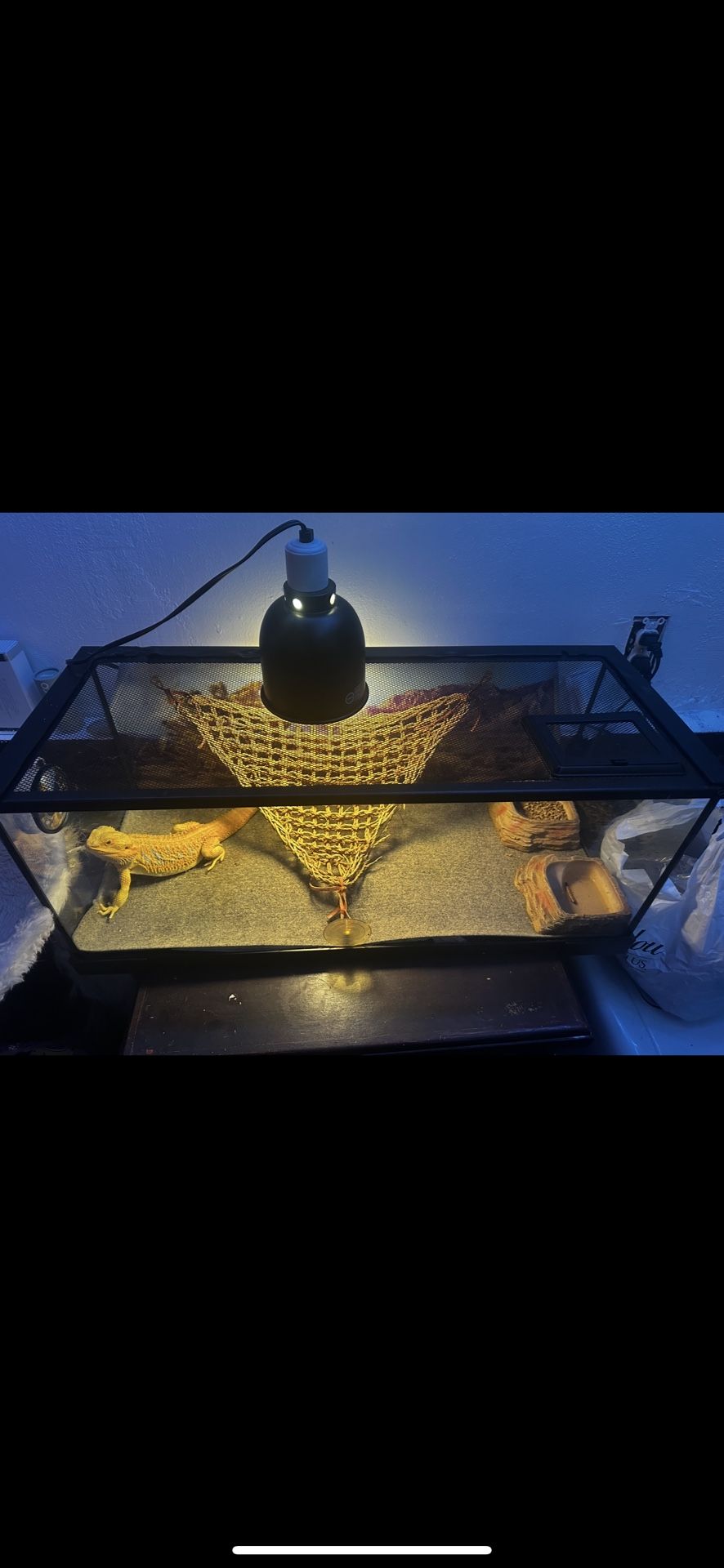 Terrarium For Beardie