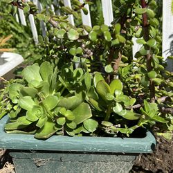 Succulent Plants In 10 “ Square Pot 