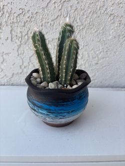 Fuzzy Blue Torch Cactus