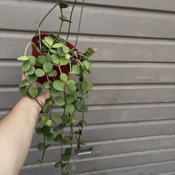 6” Peperomia Hope