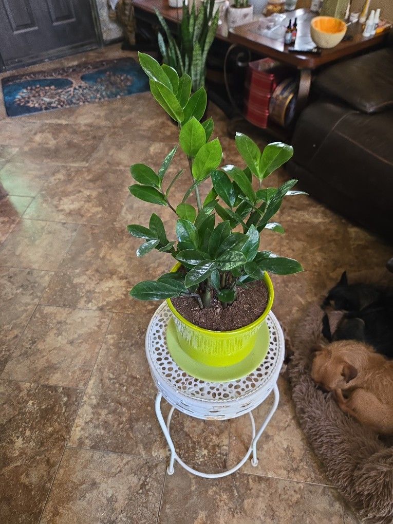 Lovely ZZ Plant In New 7in Ceramic Pot With Plate