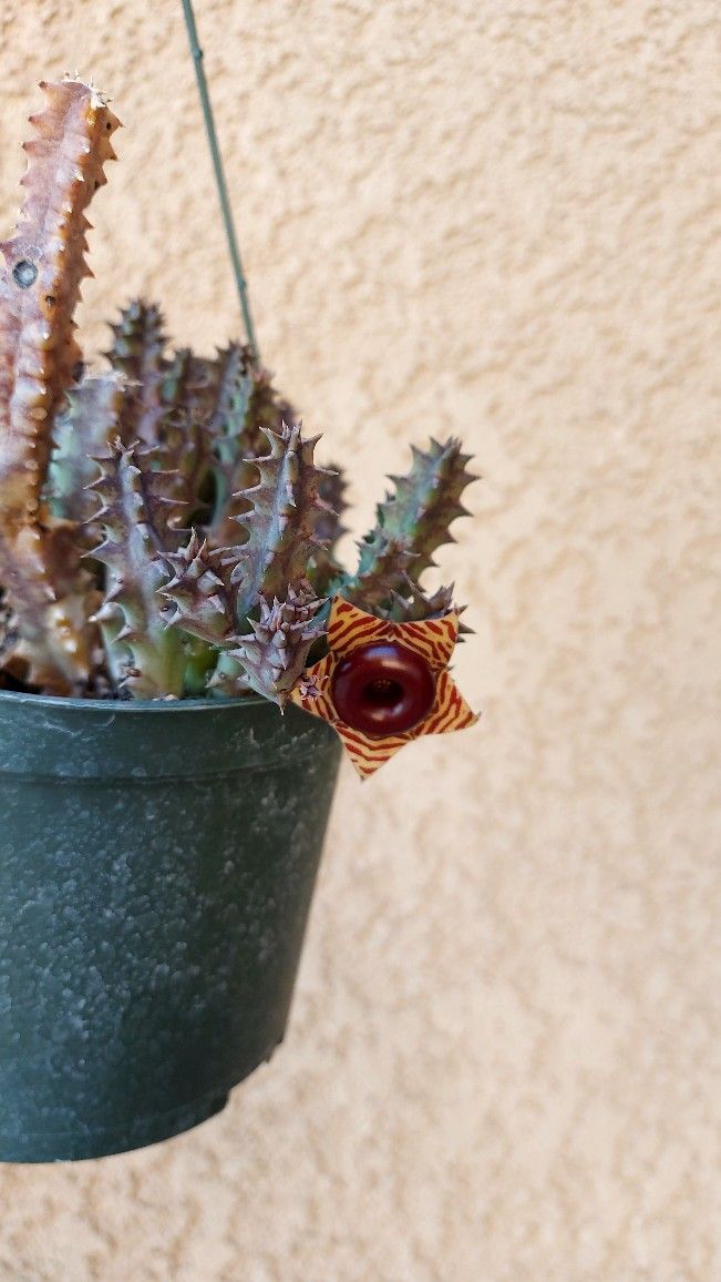 Stapelia LIVESAVER Plant $20
