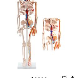 32” Tall Practice Skeleton- No Stand
