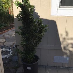 Plant Topiary