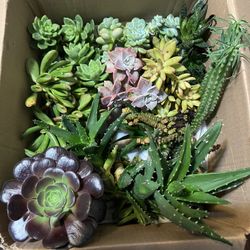 Succulent Cuttings 