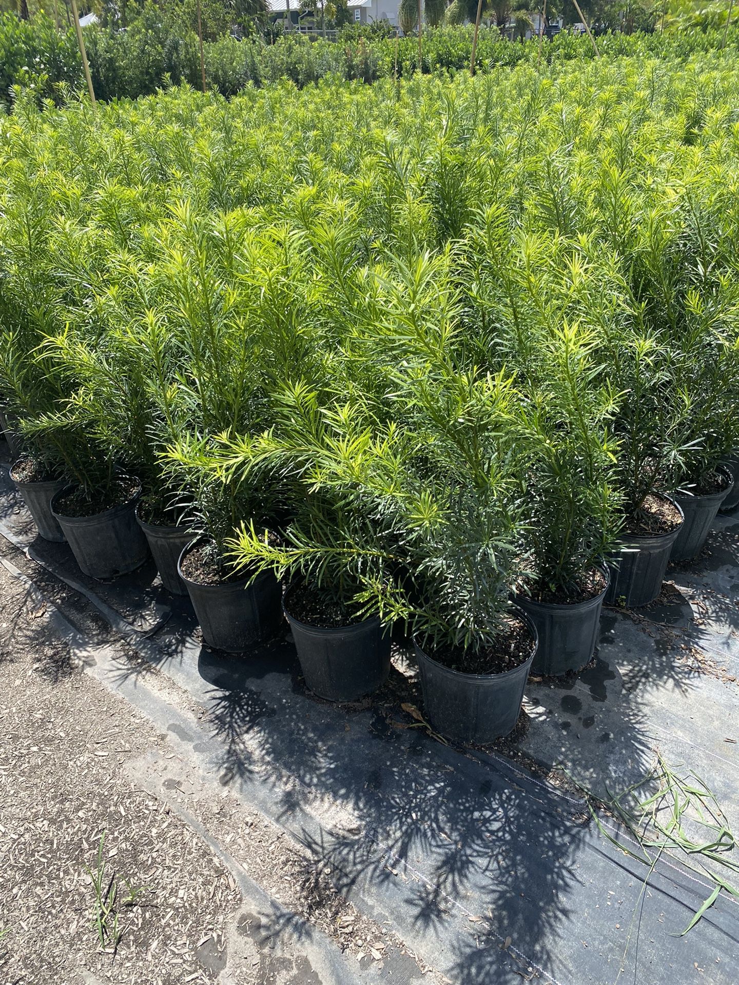 Podocarpus 3 Gallon