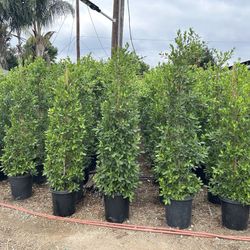 Indian Laurel Ficus