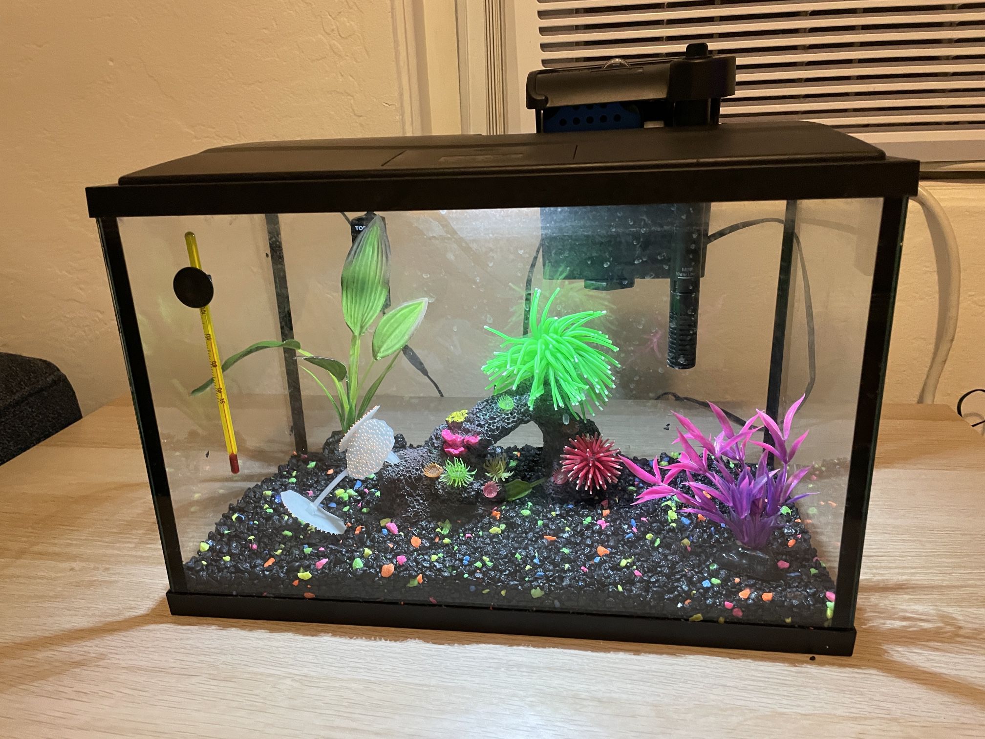 Starter Fish Tank