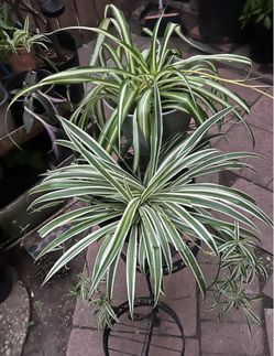 Spider Plant