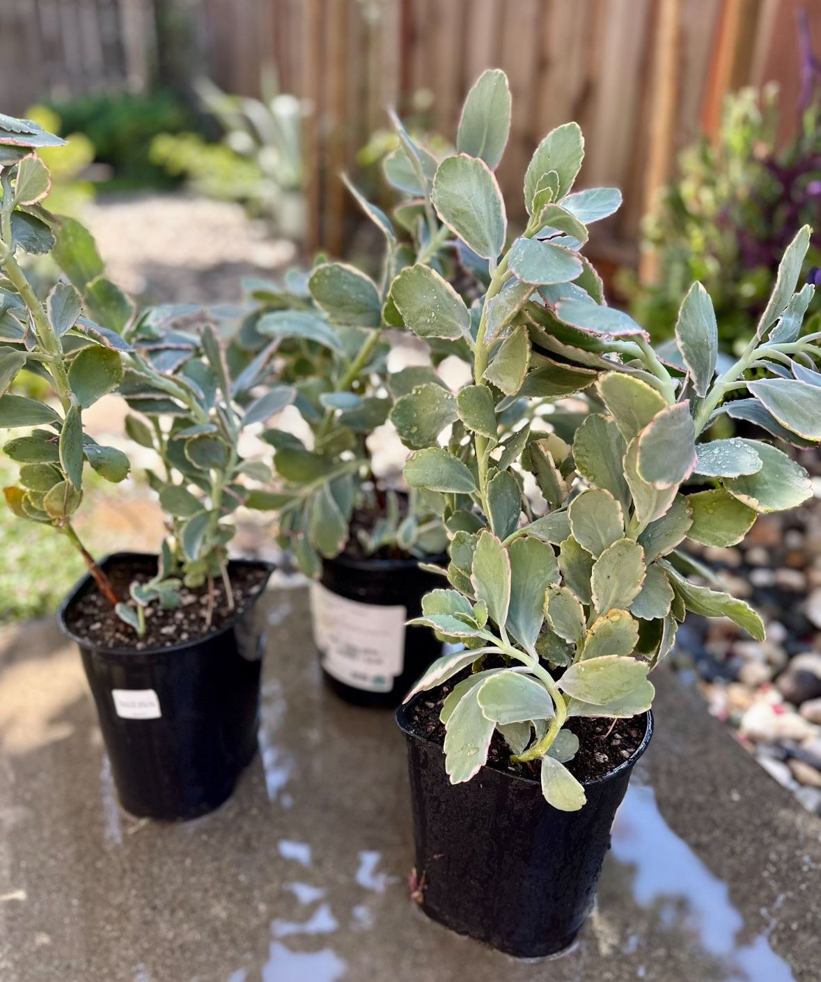 Large Kalanchoe Succulent Plants -$10 Each 