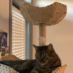 Cat Tree (MUST GO)