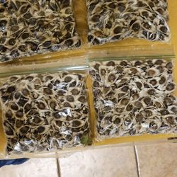 Semillas De Moringa 