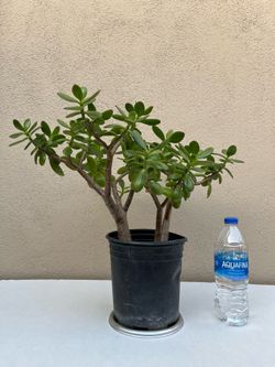 Live 17in Jade Plant 🪴 18 x17x17