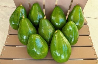 Large Simmonds Avocados