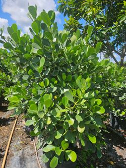 huge clusias podocarpus over 7 feet tall   instant privacy  Hedge  for fences